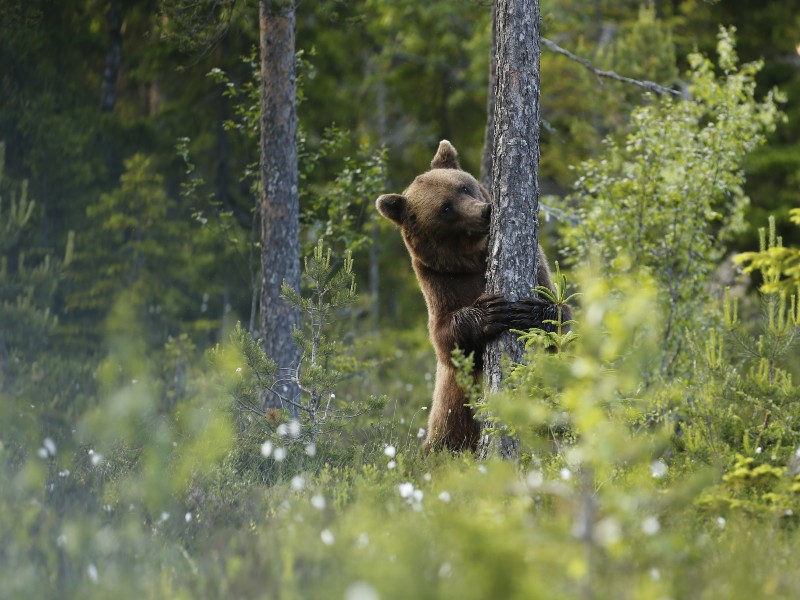 sweden-sonfjallet-national-park-bear-1