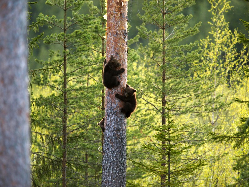 sweden-sonfjallet-national-park-bear-spotting-2